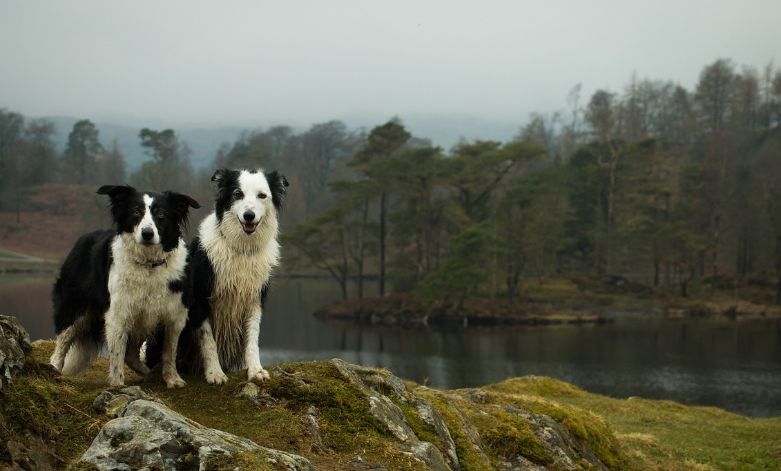 Dogs on a Walk by a Lake