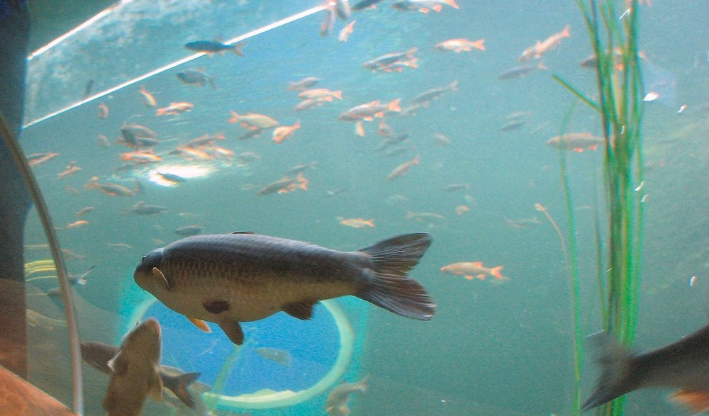 Lakes Aquarium Cumbria