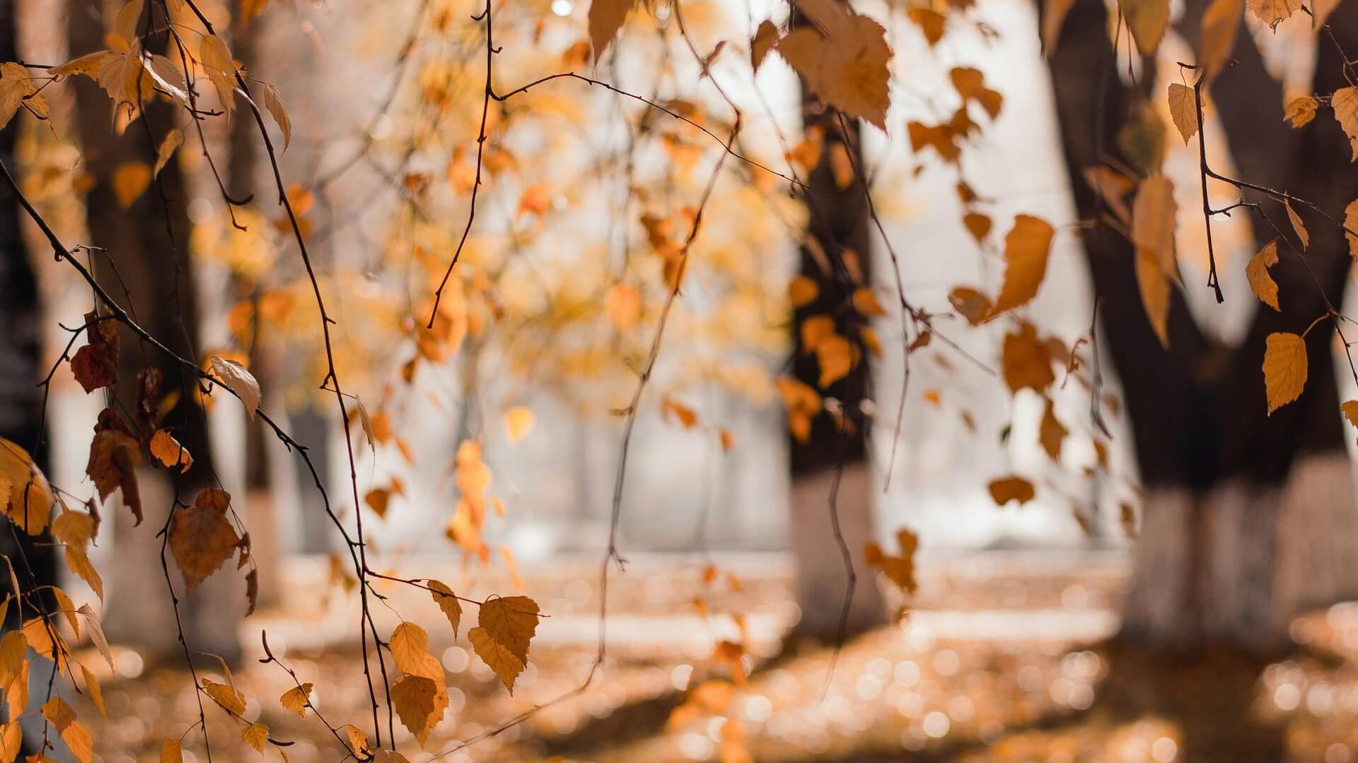 Autumn Leaves