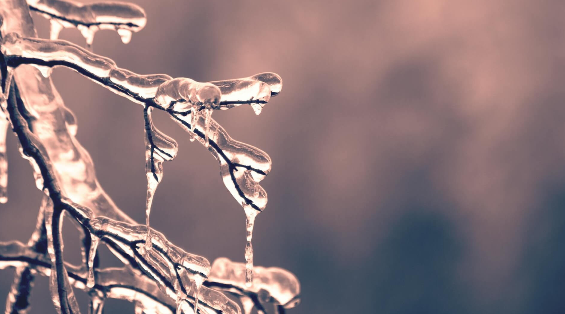 Ice on a Tree In Winter