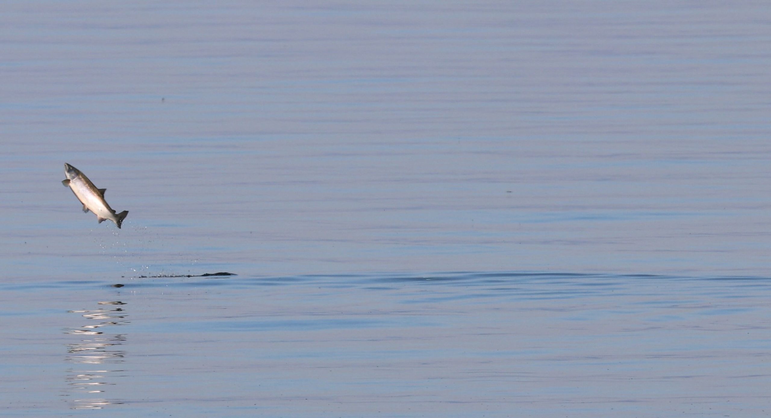 Atlantic salmon