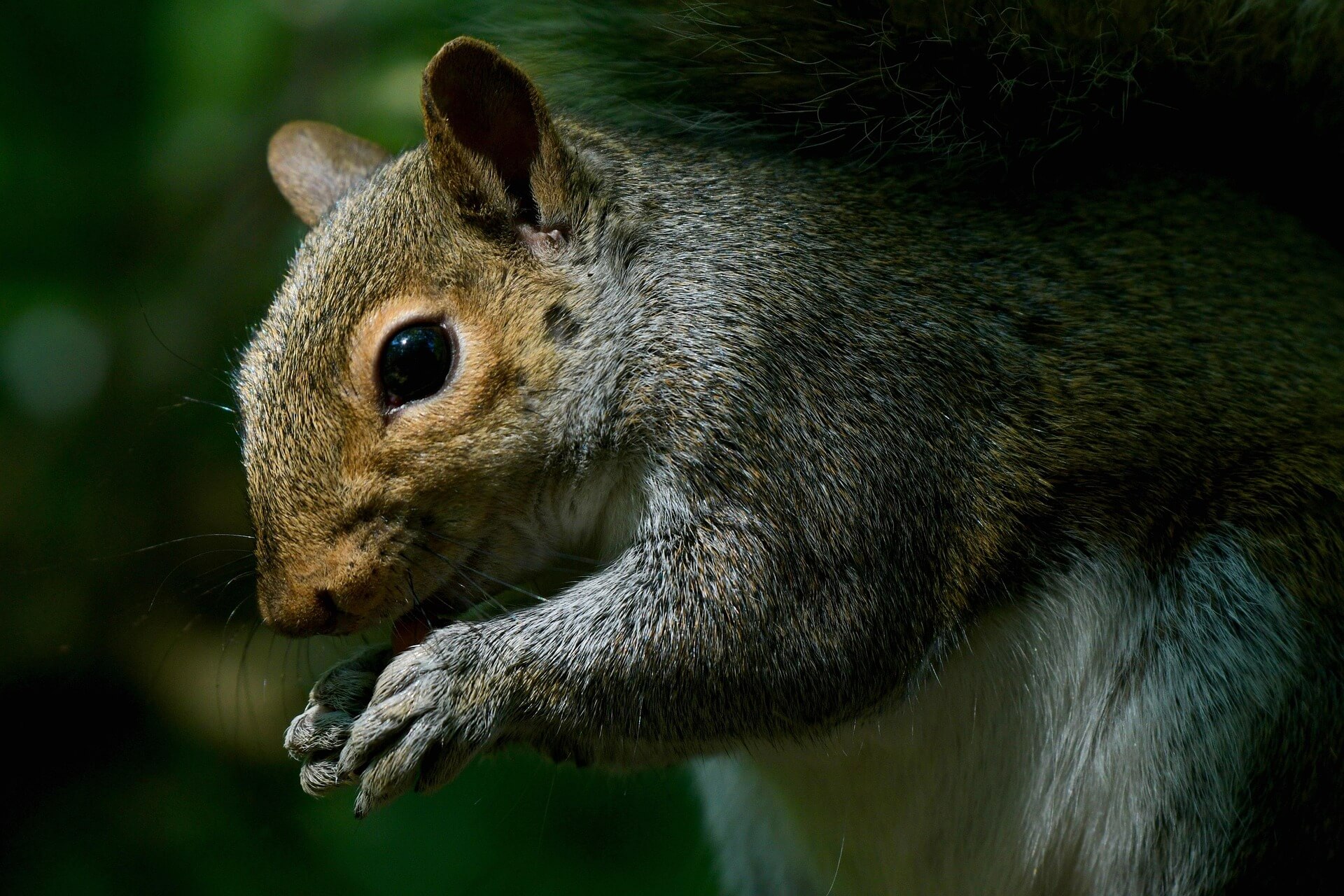 Grey Squirrel