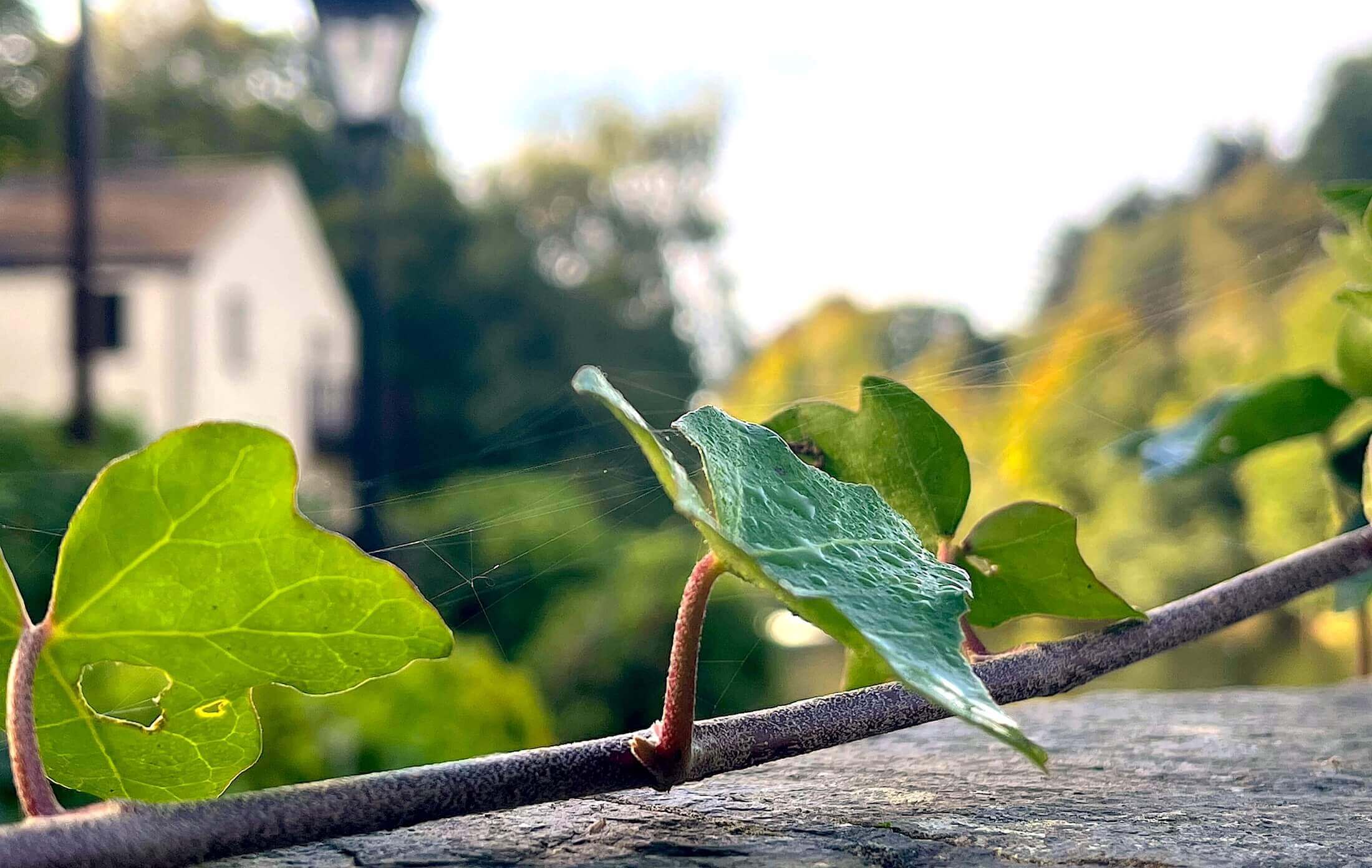 Whitewater Hotel River Leven