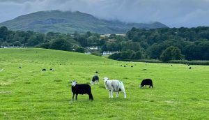 The Best Greenodd Walks