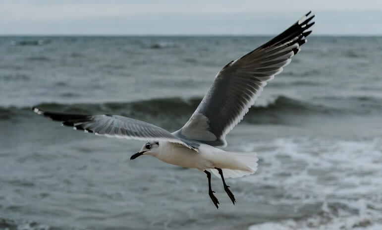 Seagull
